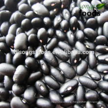 Black Kidney Beans, Scientific Name of Beans